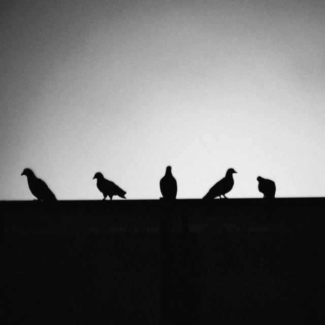 the silhouette of birds and other animals are sitting on a roof