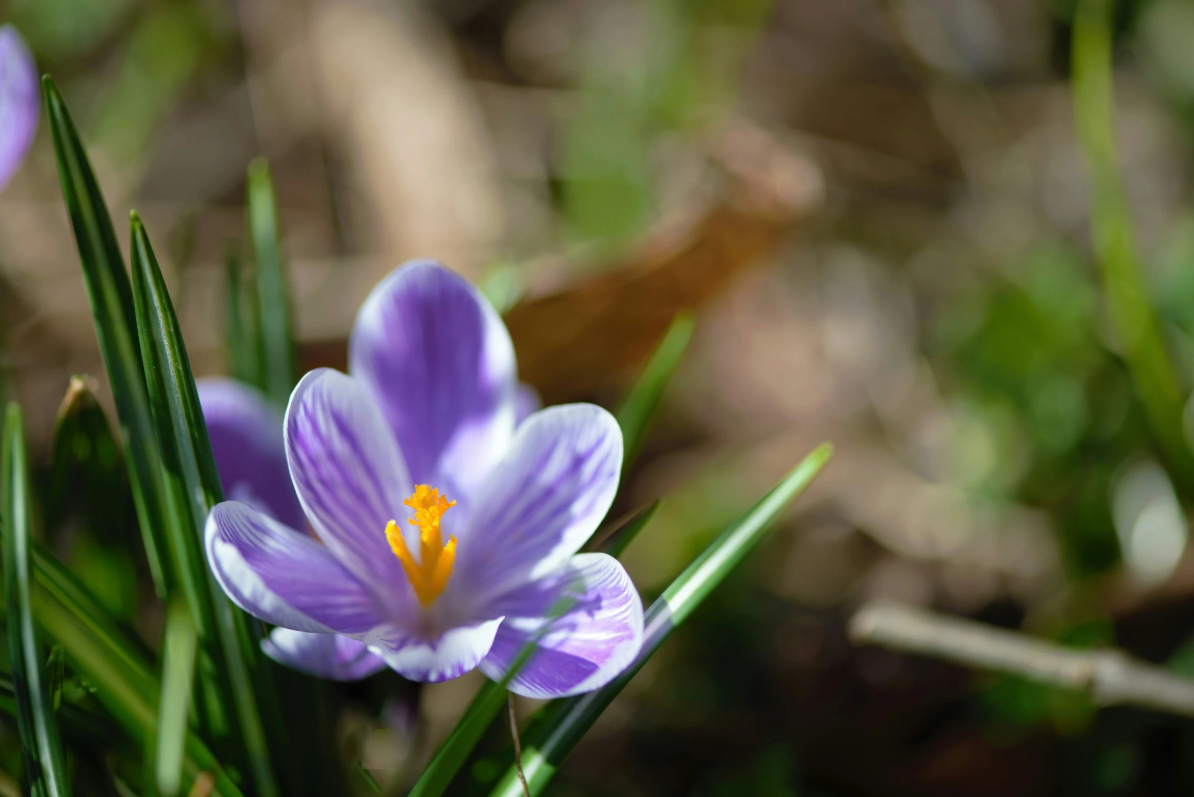 a field with some flowers on top of green grass