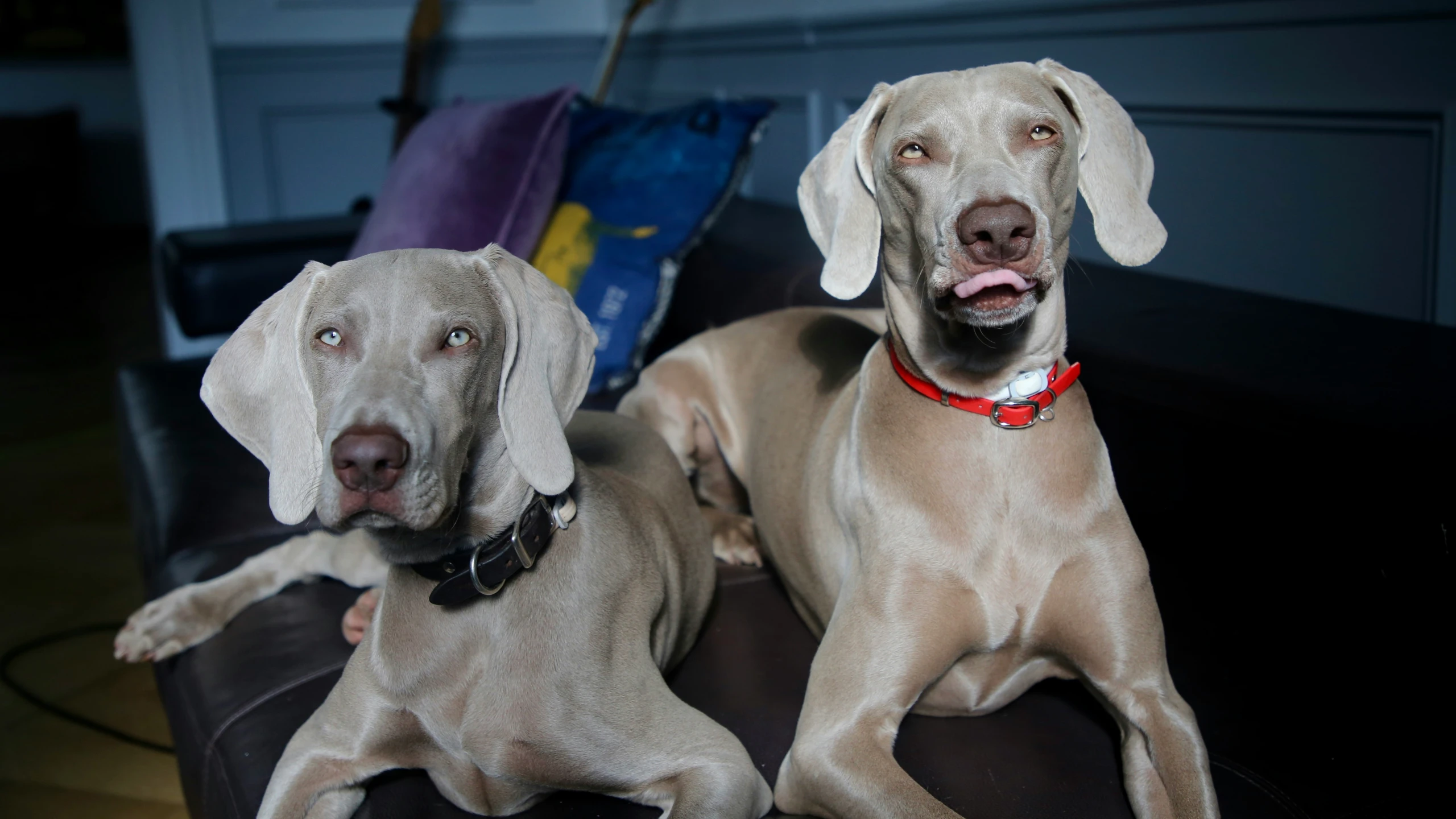 two dogs looking up while laying on the floor