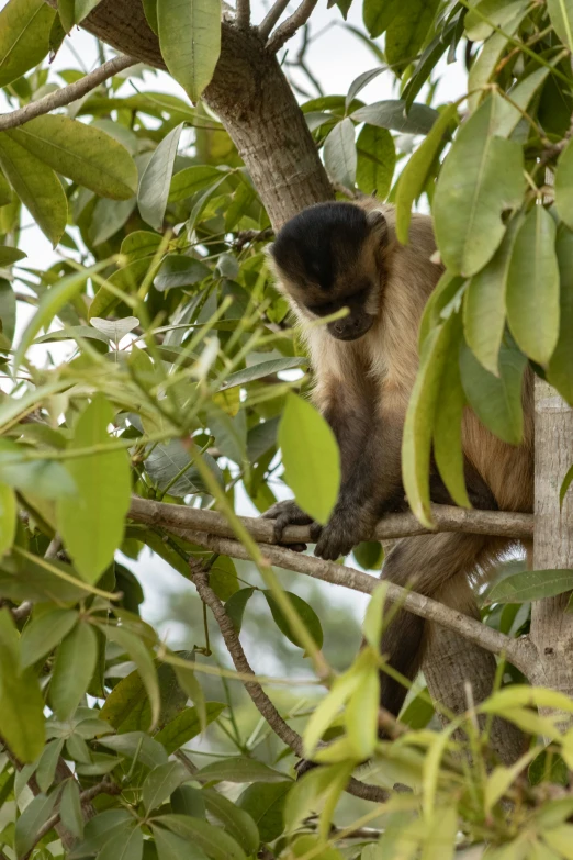 a monkey climbing a tree limb with its paw