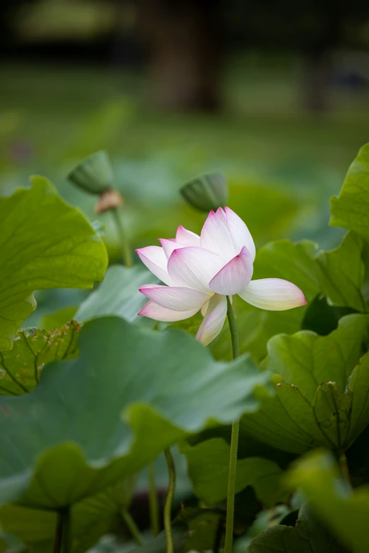 a white lotus flower surrounded by green leafy foliage