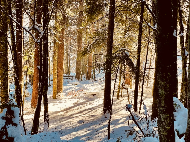 the sun shines on the snow covered ground between trees