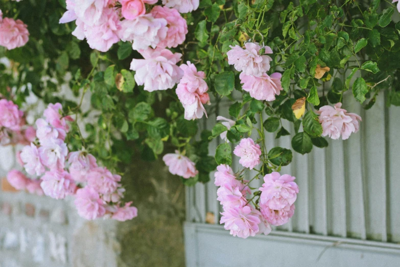 pink flowers and green leaves hanging from the side of a building
