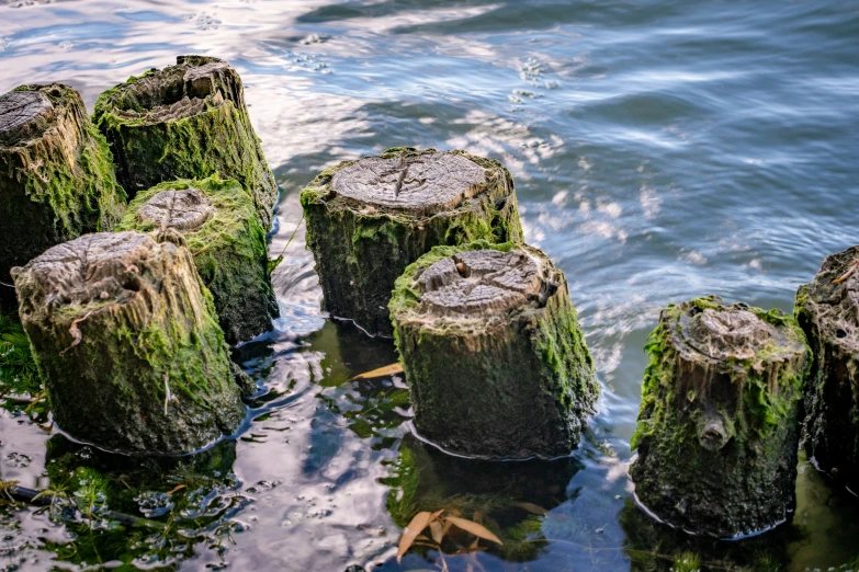 a bunch of trunks in the water