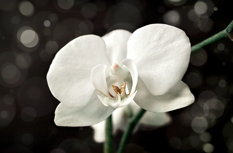 a white flower with a green stem on it