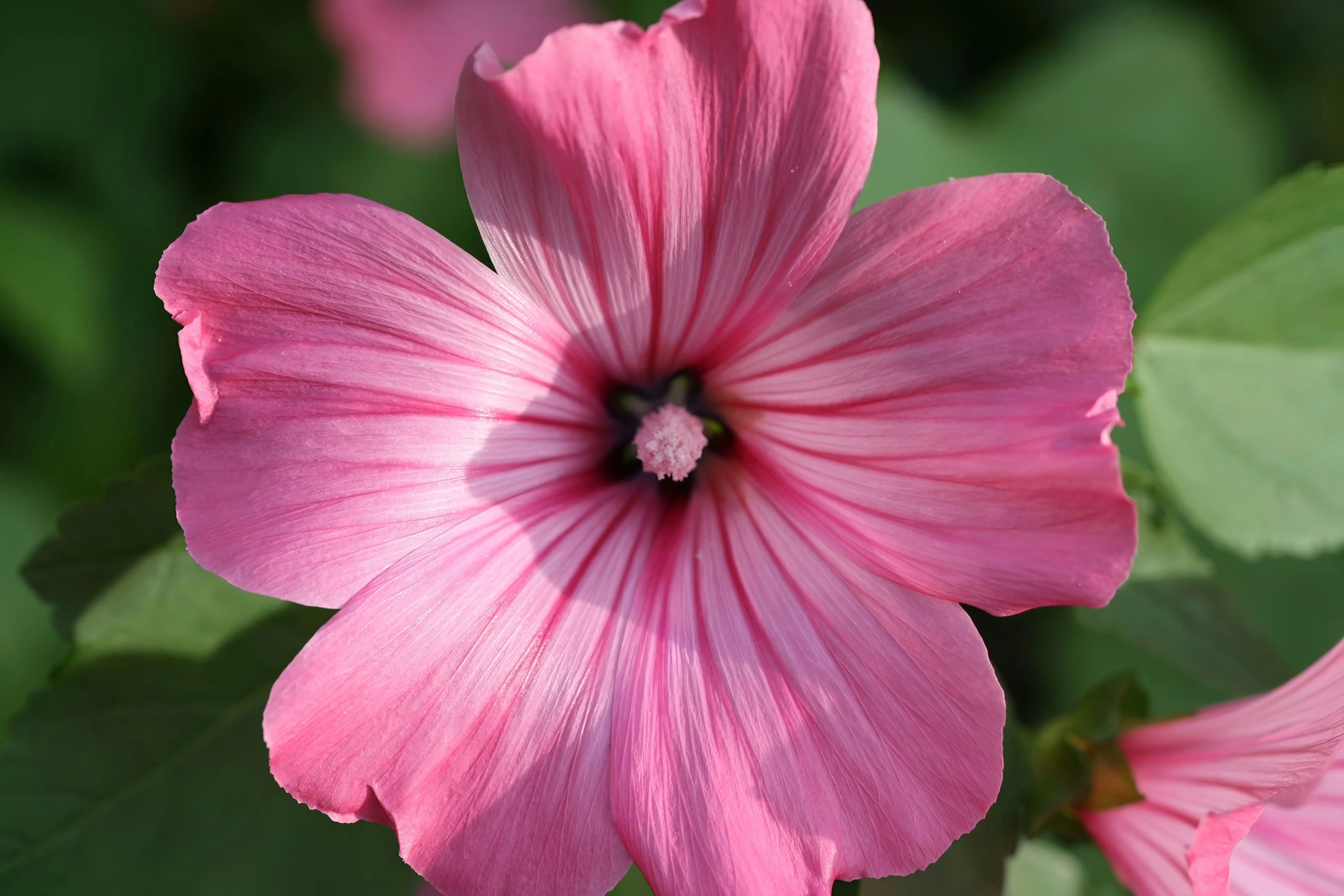 pink flowers are growing next to some leaves