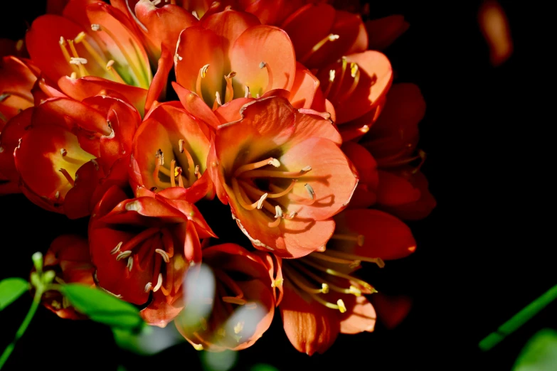 a group of red flowers with green leaves in the background