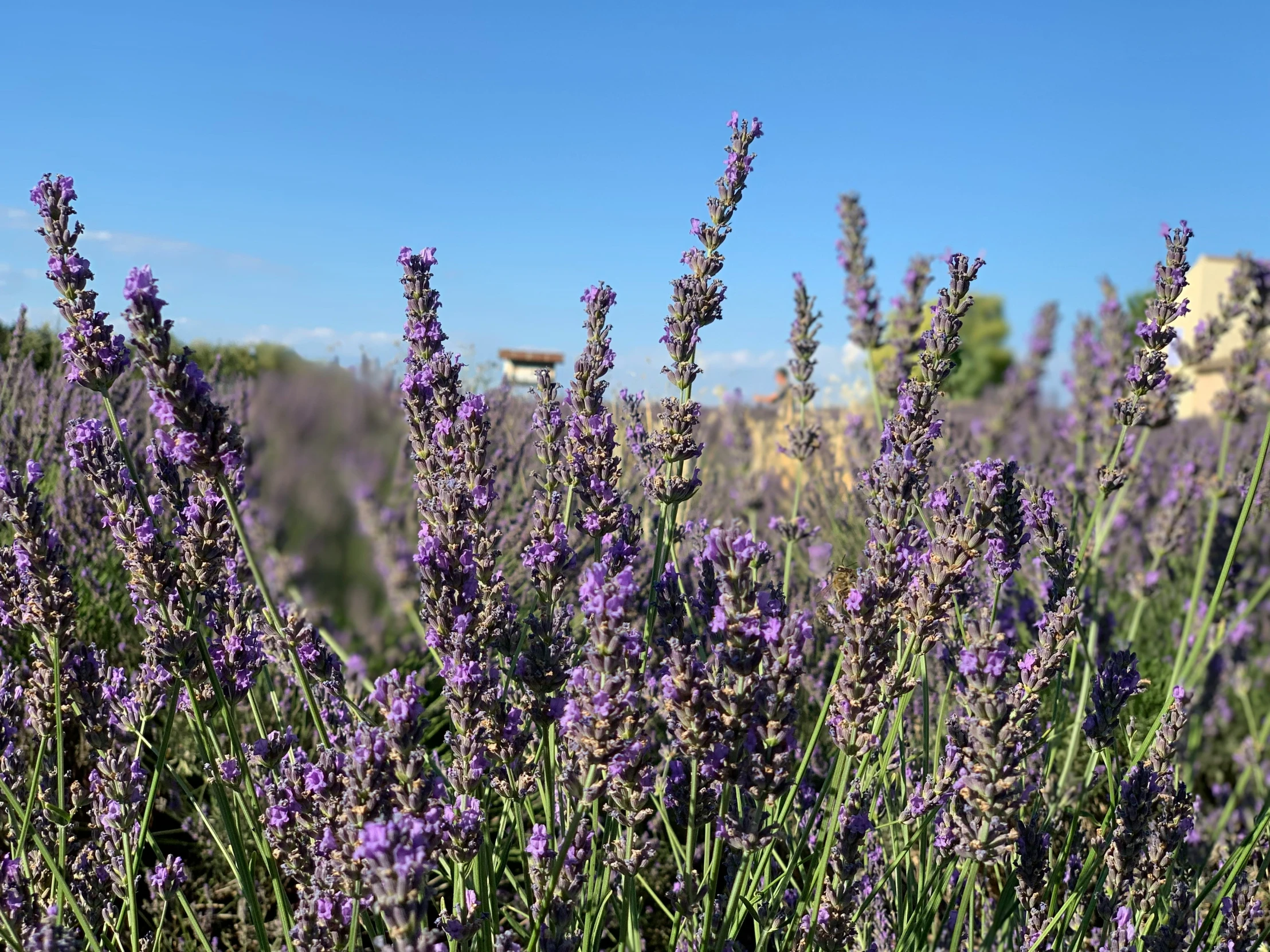 some purple flowers and a rock in the background