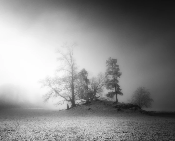 three trees sitting on a dirt hill near a field