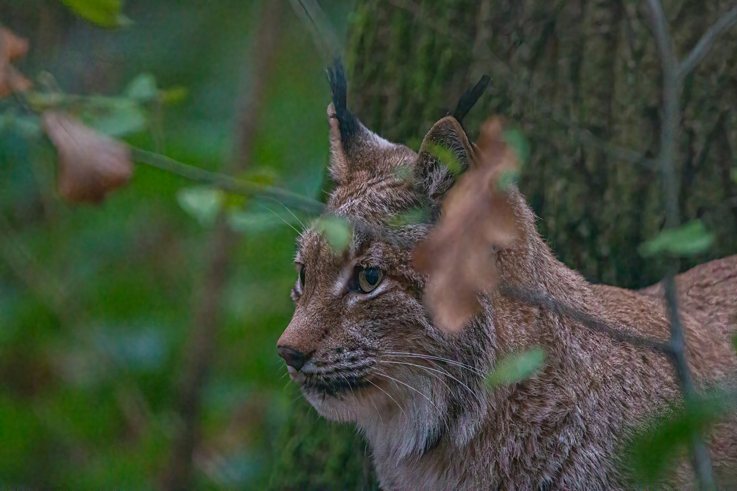 a close up of a small cat with black tail