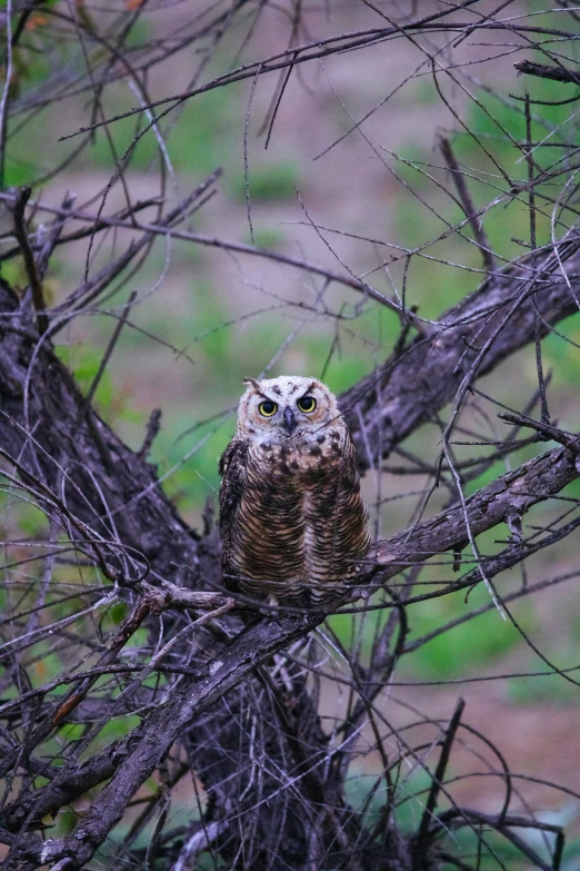 an owl sitting in the tree and looking back