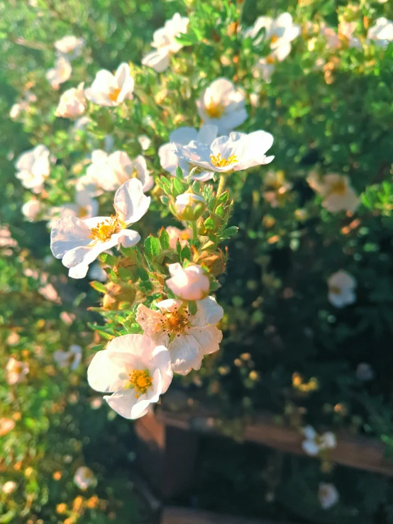 white flowers and a wooden fence near a tree