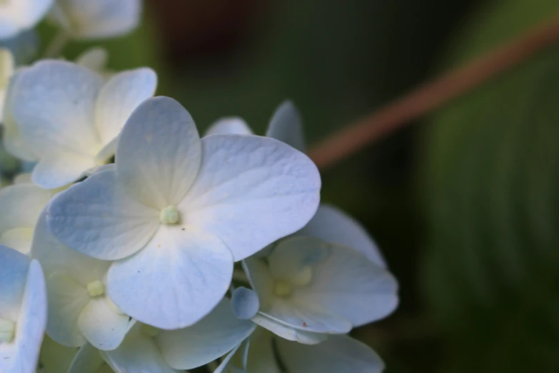 white flowers blooming with green leaves in the background