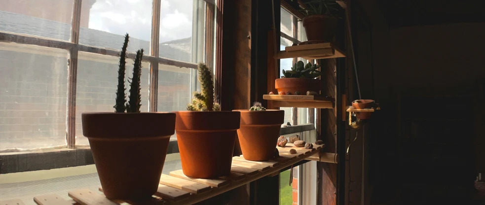 three potted plants sit in the window