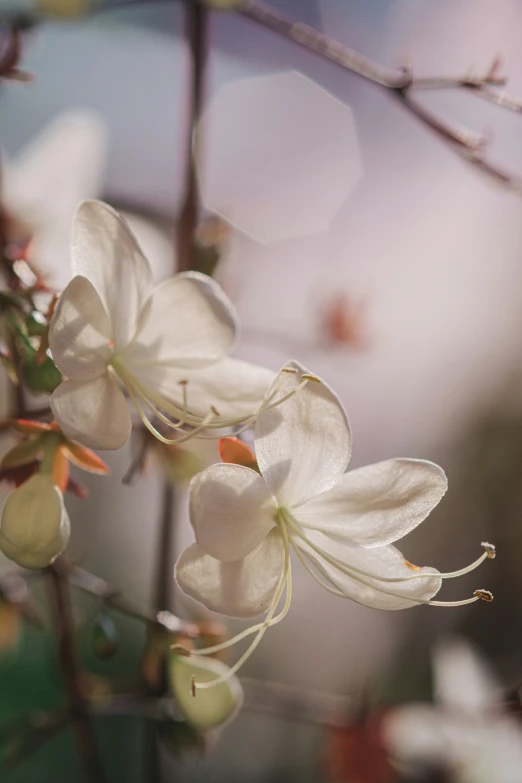 the white flowers are blooming from this tree