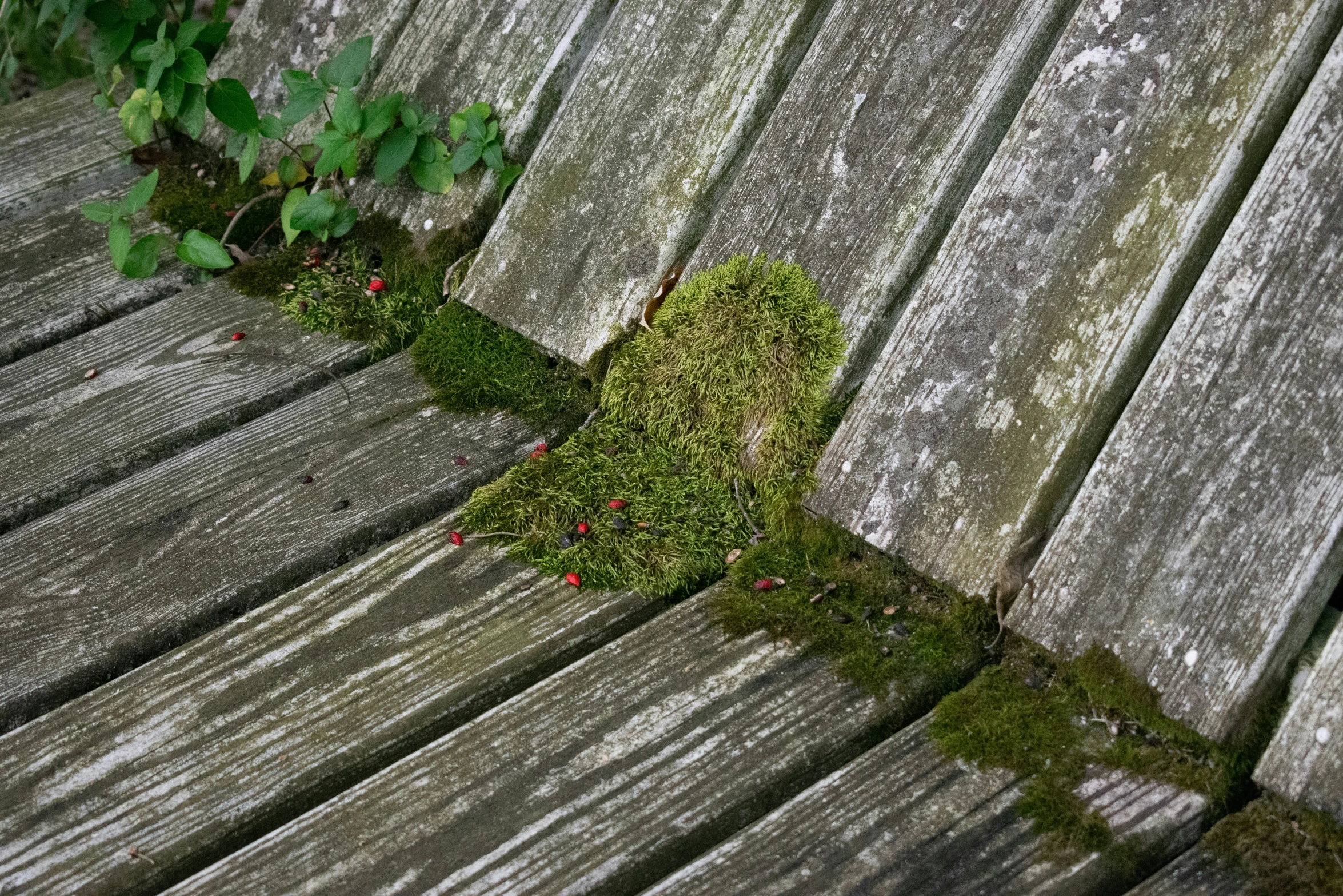 green moss growing on the top of wooden boards