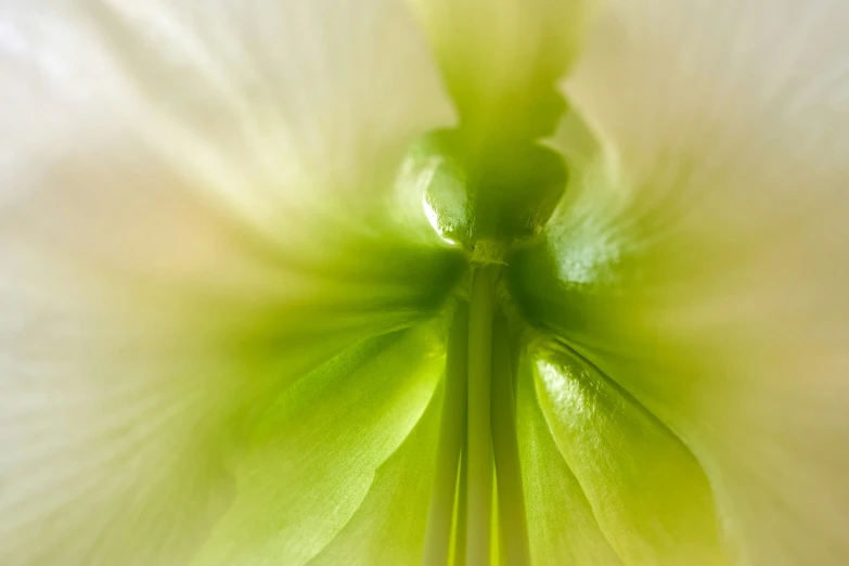 white and green flower with lots of drops of water