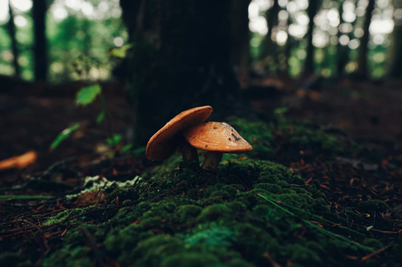 a little mushroom sitting on a mossy ground