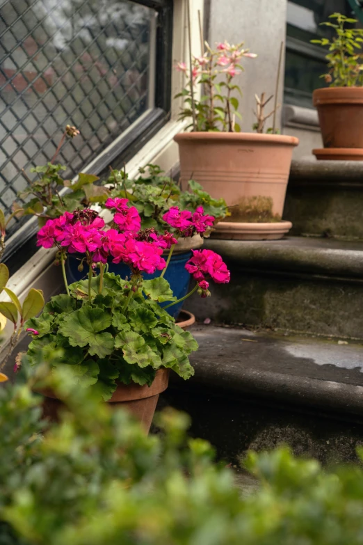 a planter with pink flowers and a bush sitting at the top of stairs