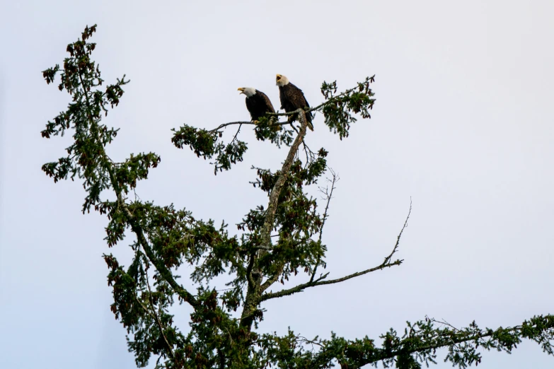 two bald eagle's perched in a tree with a light blue sky in the background