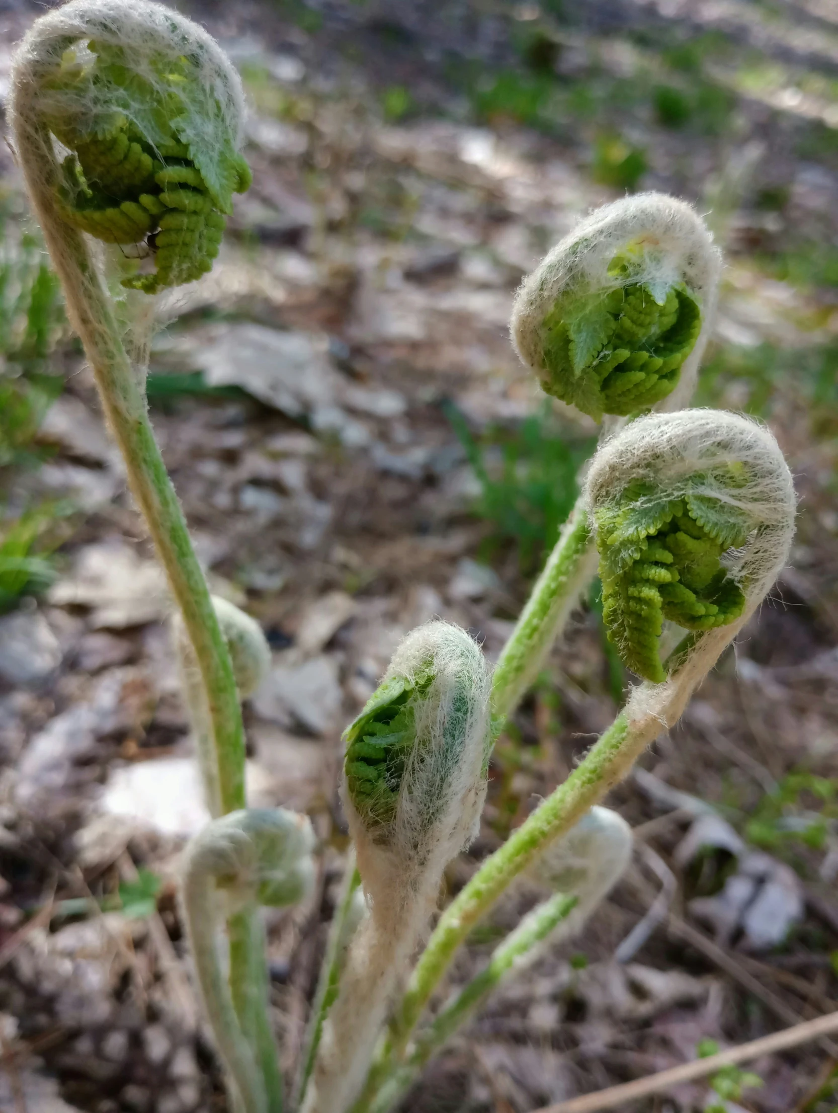 three green and white flower buds in some leaves