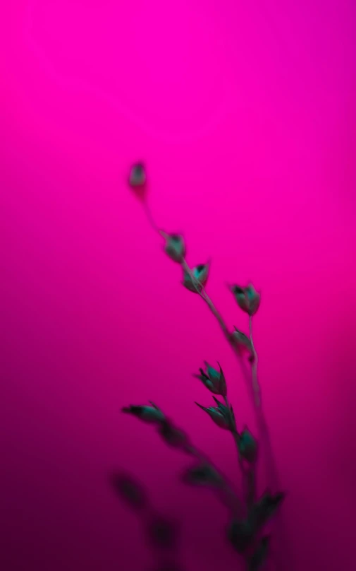 some flowers and stems on a pink background
