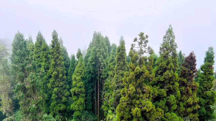 a group of tall trees covered in green leaves