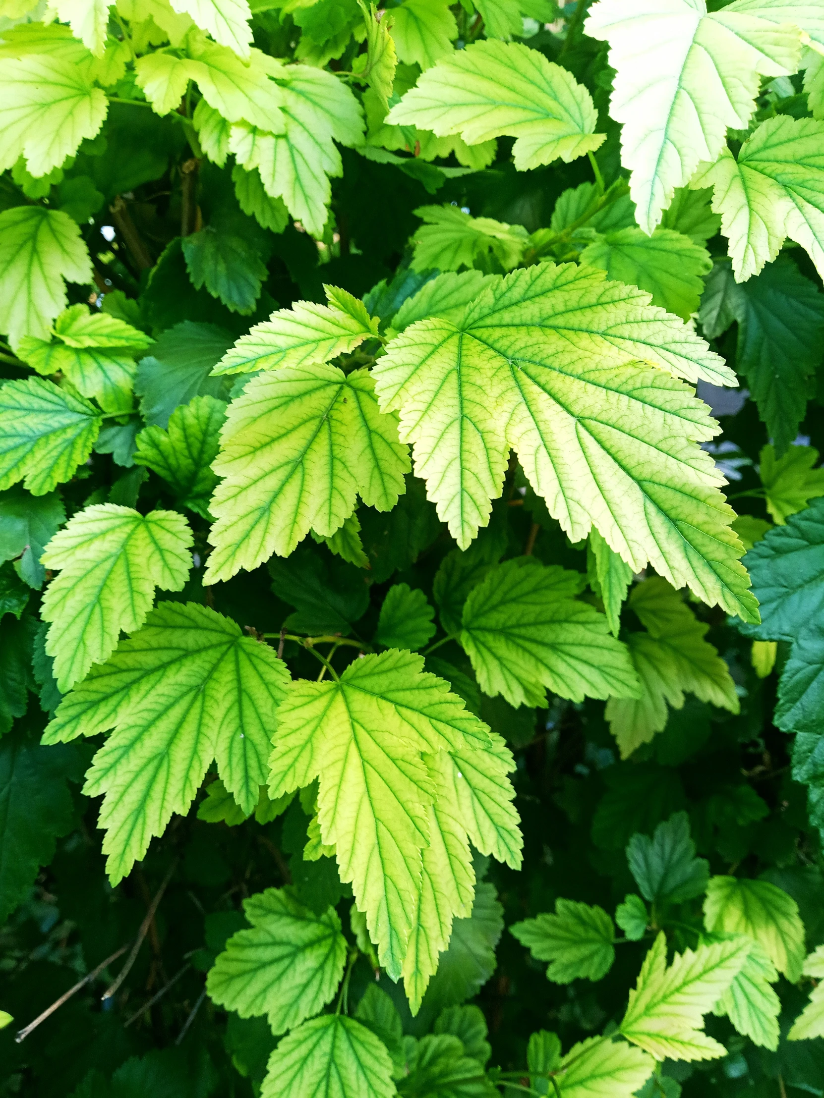 the green leaves are growing all along the plant