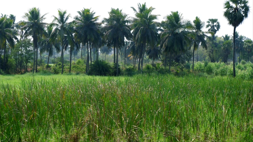 a lush green grass field with trees in the distance