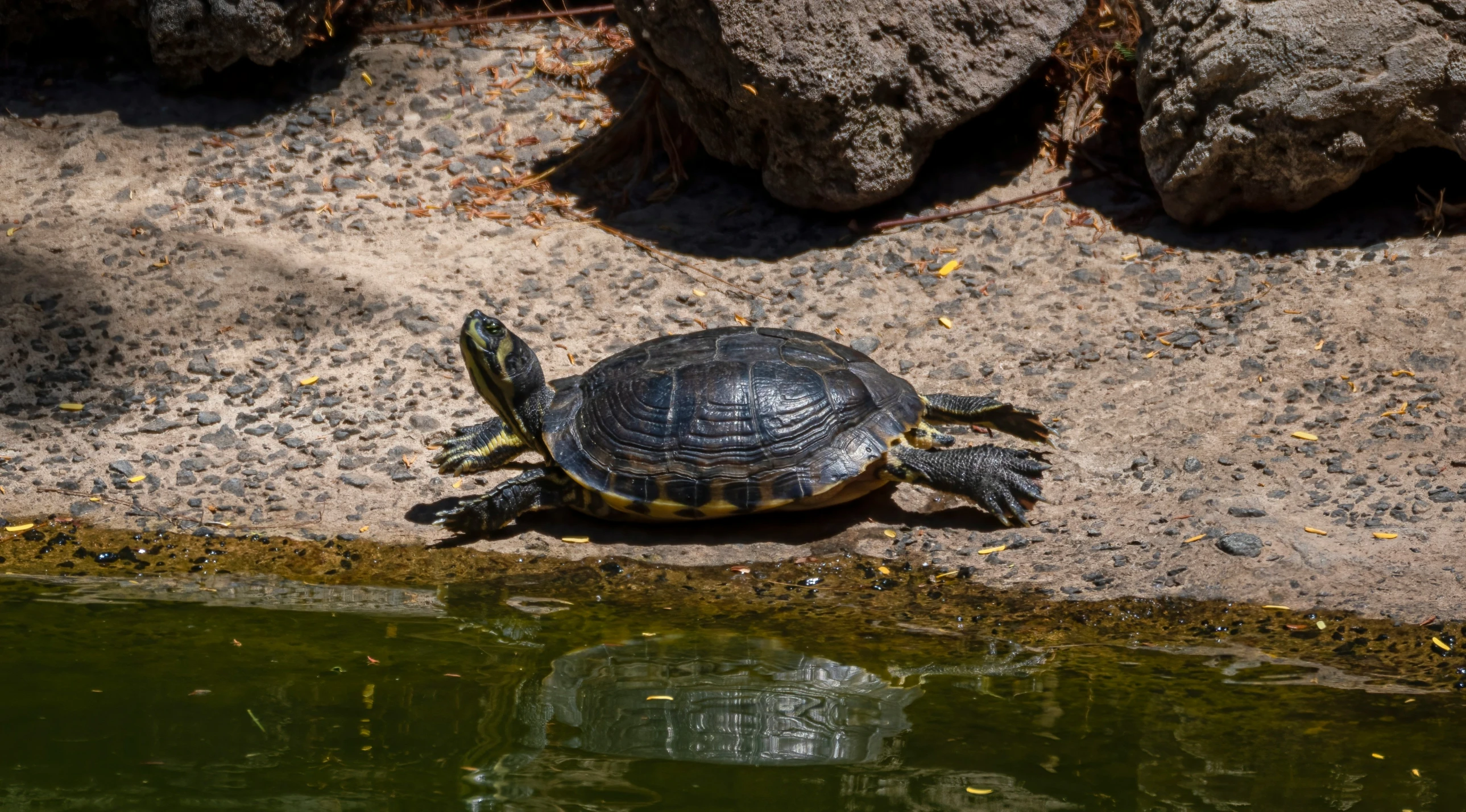 turtle sitting on a rock next to the water