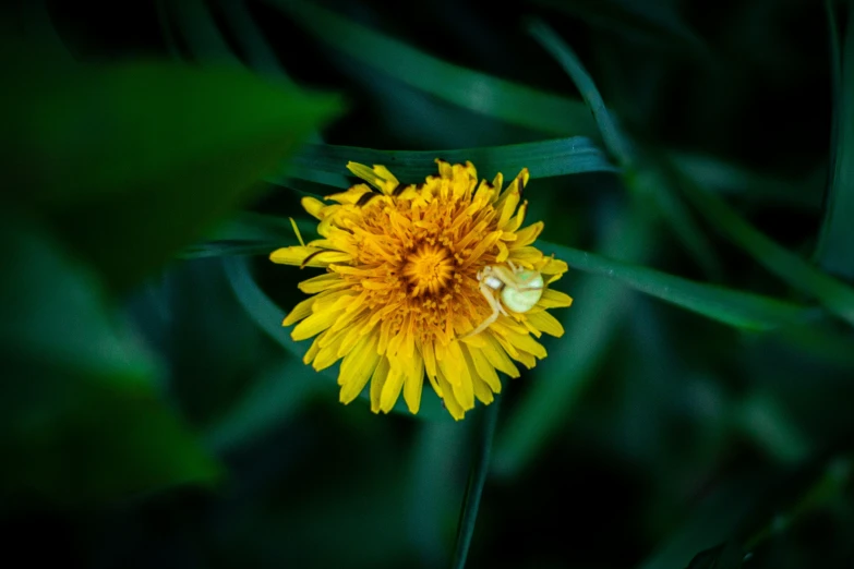 yellow flower with green grass in the background