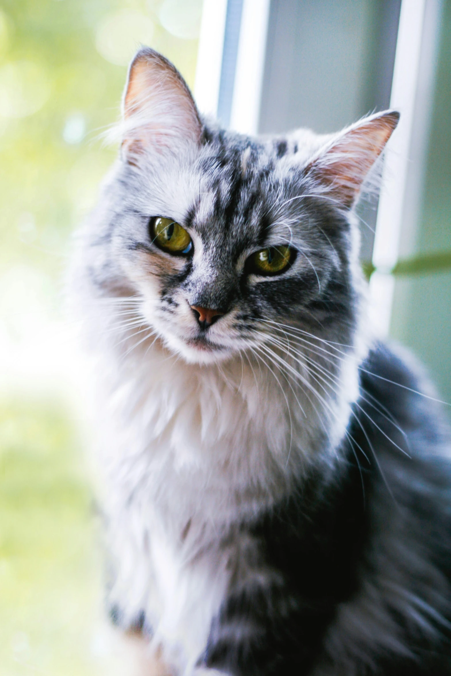 there is a cat sitting next to a window