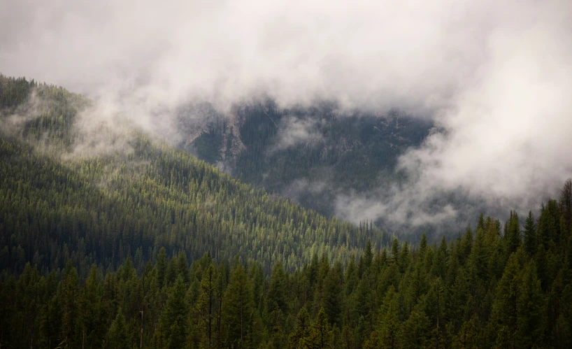the mountains rise high in a foggy and low - hanging forest