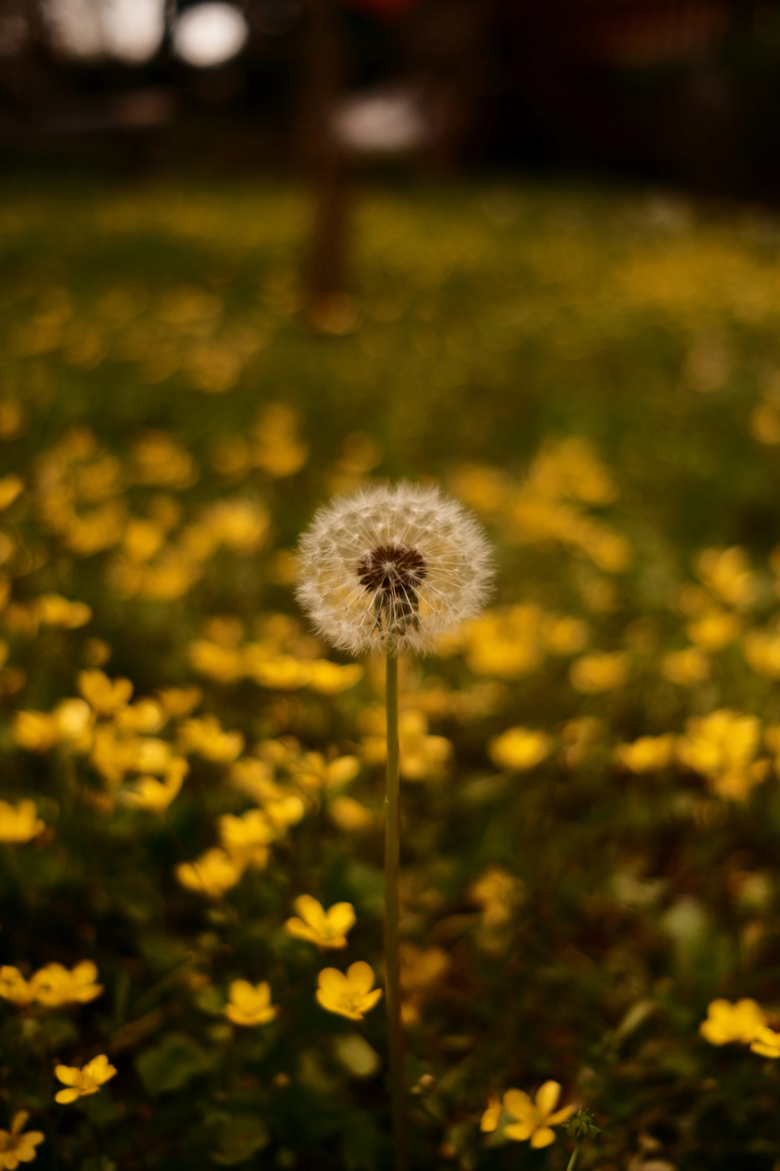 there is a white dandelion that is in the grass