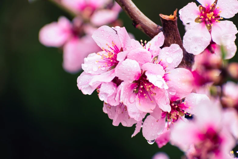 closeup of pink flowers with water droplets on them