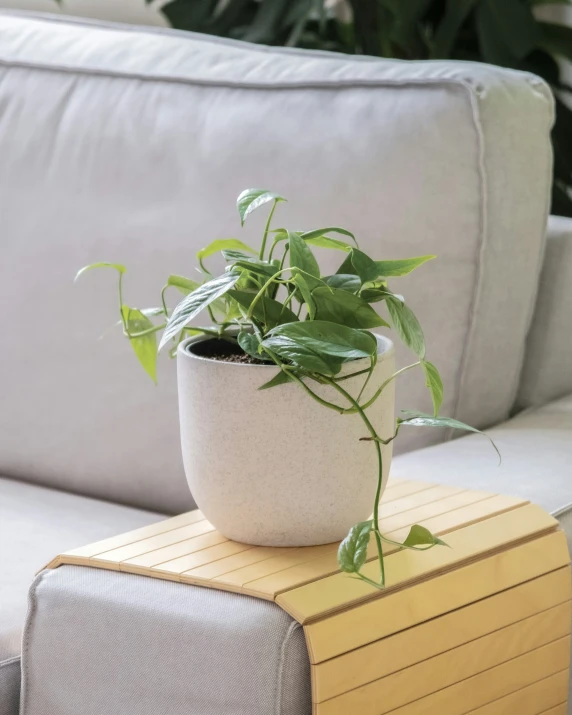 a green plant sitting on top of a table