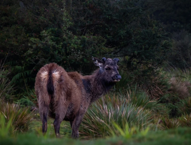 a black cow standing next to some bushes