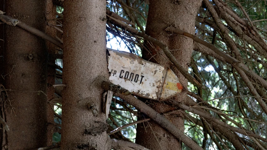 a road sign stuck in the nches of some trees
