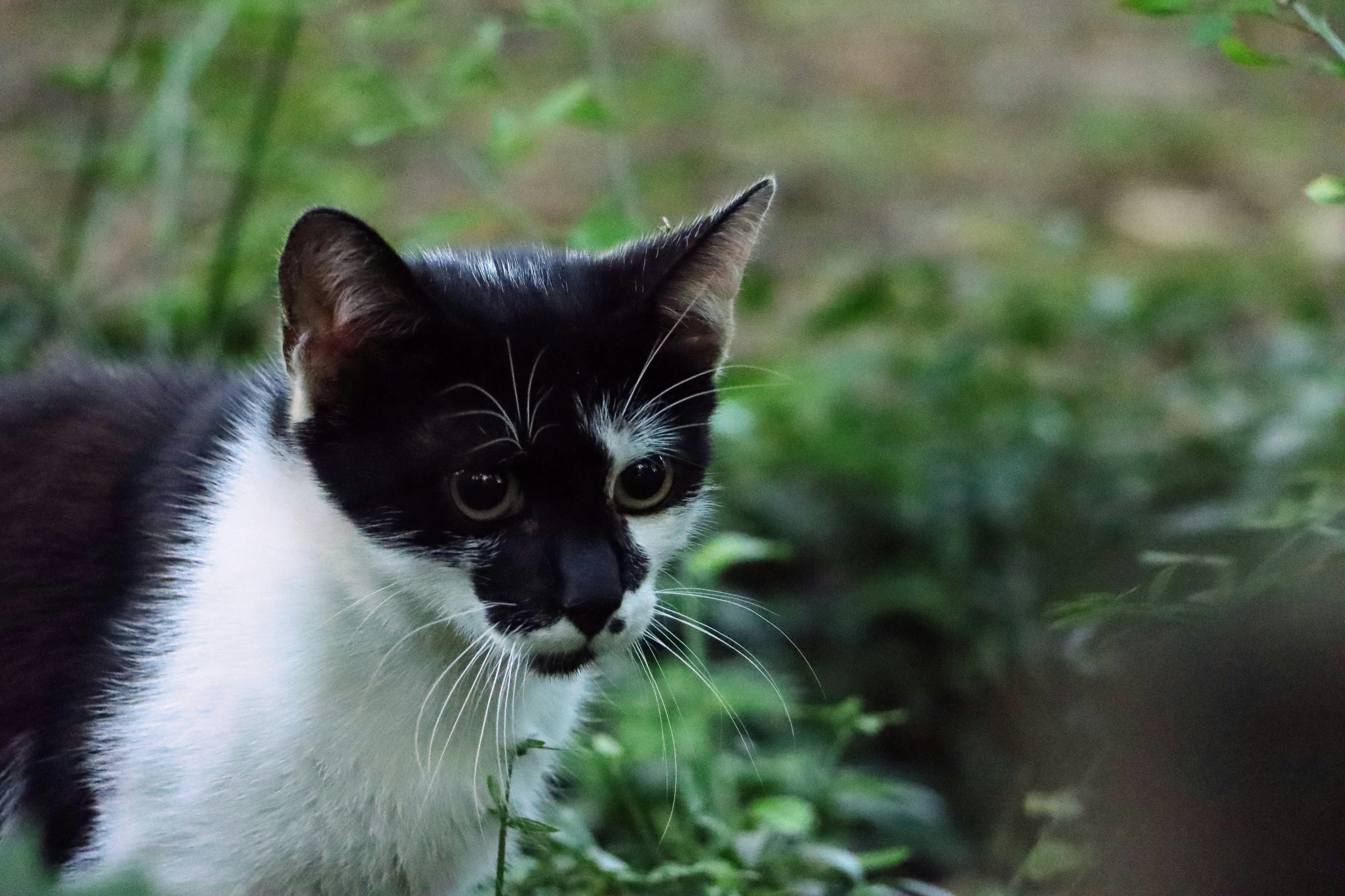 a black and white cat sitting in some bushes