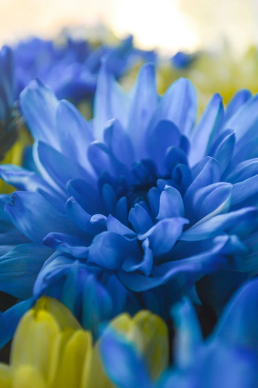 close up po of some very pretty blue flowers