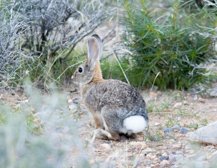 a rabbit sitting in the middle of the grass and dirt