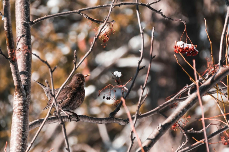 a bird is perched on the nch of a tree