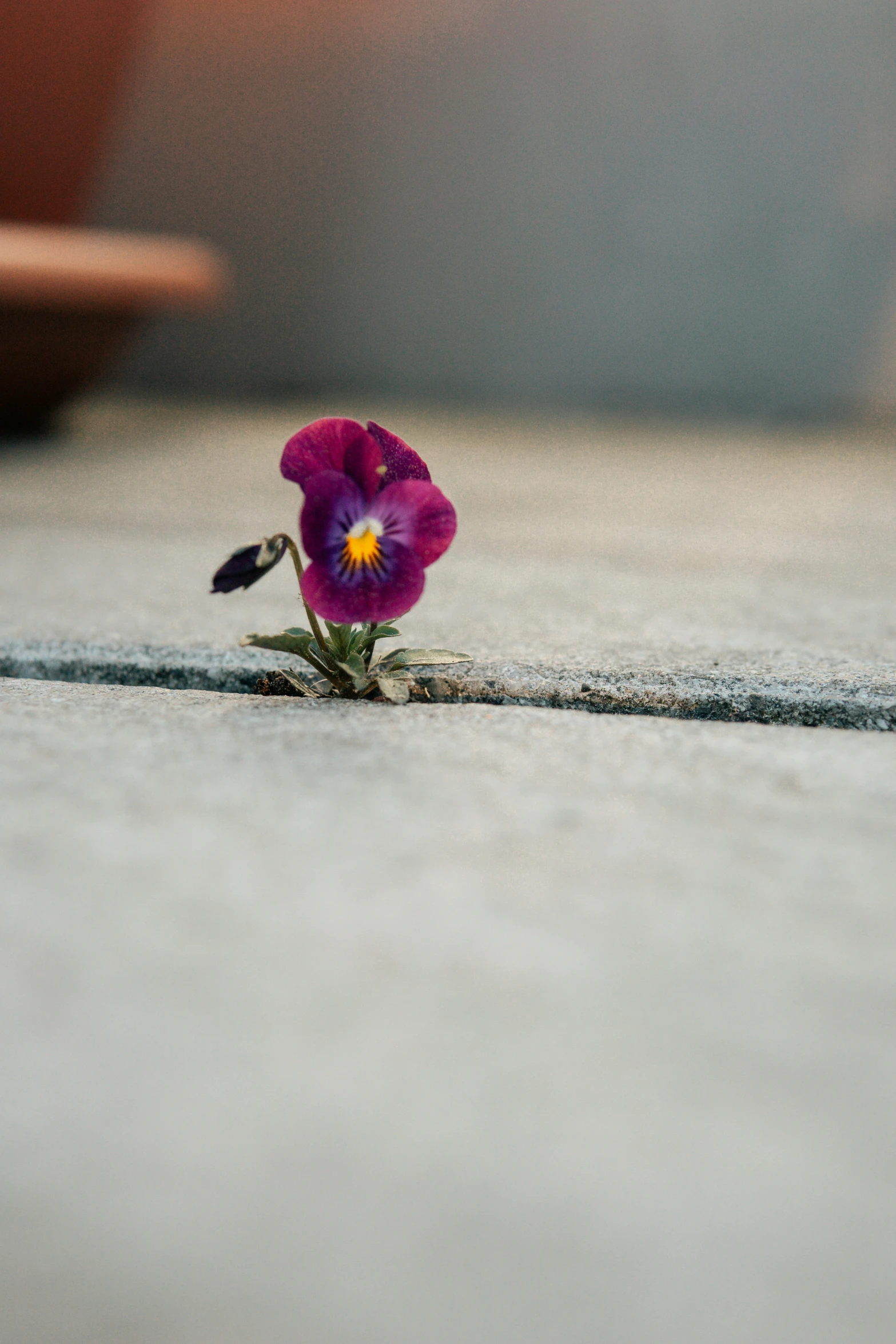 a single pink flower sitting on a cement surface