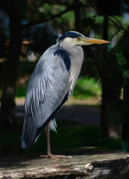 large grey bird perched on rock in forest