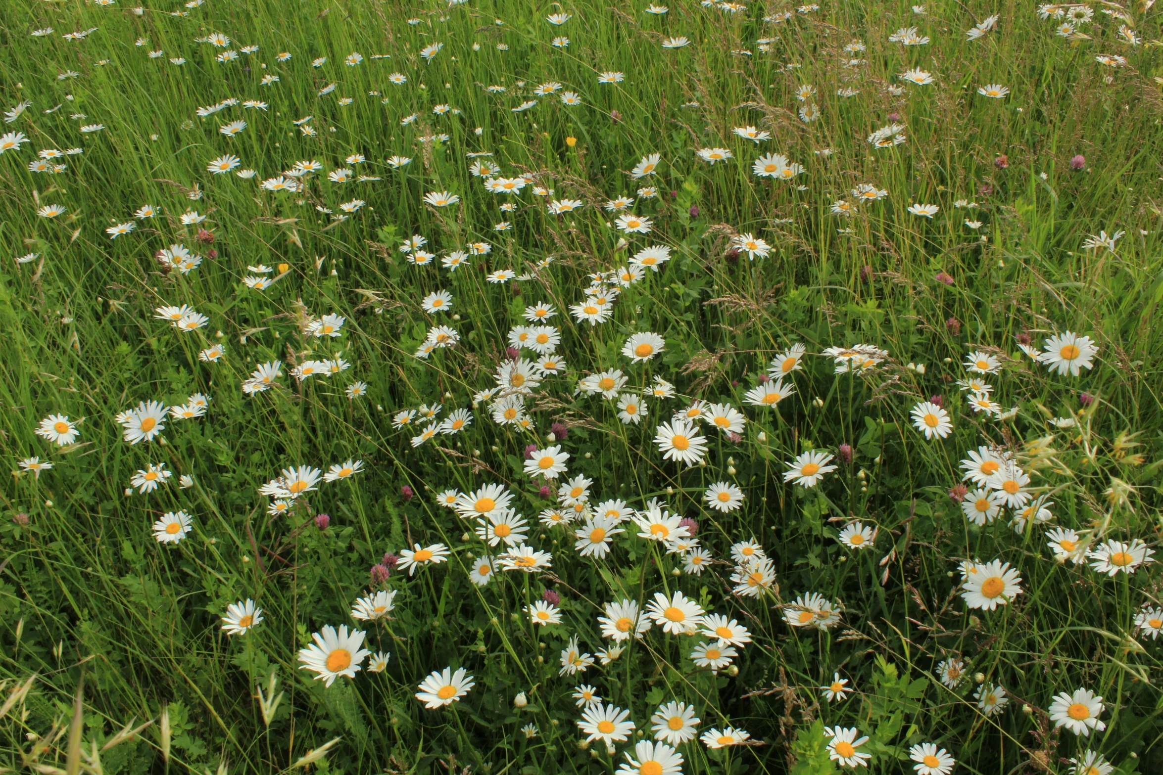 an open field filled with lots of flowers