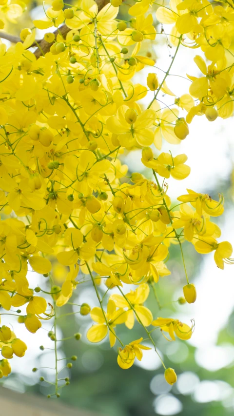 a close up view of yellow flowers in full bloom