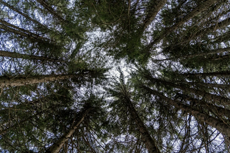 looking up at many trees from below in the forest
