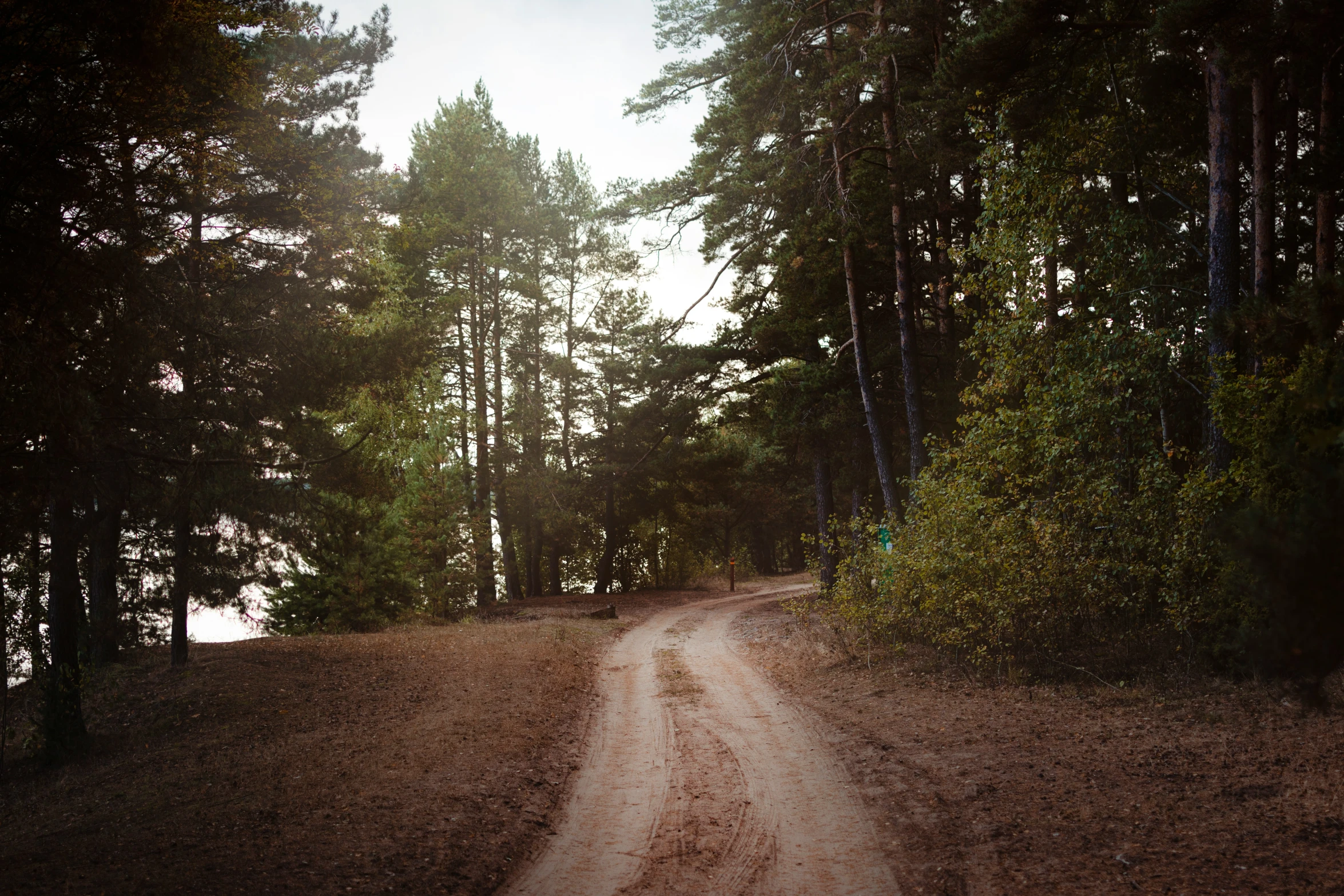 a dirt road going into the forest