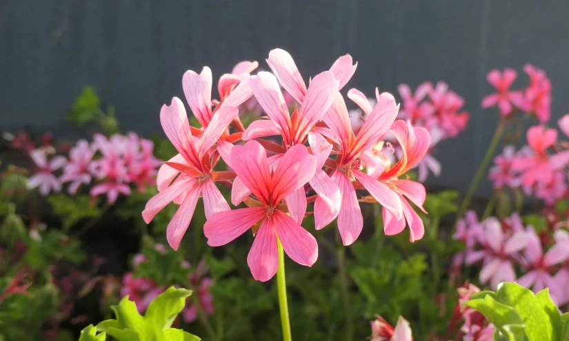 close up of pink flowers that are in the wild