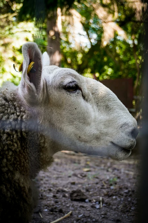 a white sheep looks through the fence at the camera